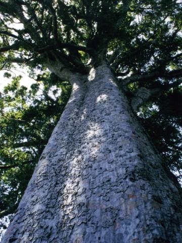 Kauri Tree on Coromandel Peninsula